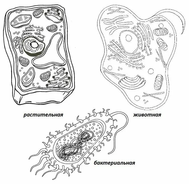 Рисунок бактериальной растительной животной клетки. Рисунок клетки растения животного бактерии и гриба. Строение клеток растений животных грибов и бактерий рисунок. Строение животной клетки рисунок ЕГЭ биология. Клетки растительные животные бактериальные грибные