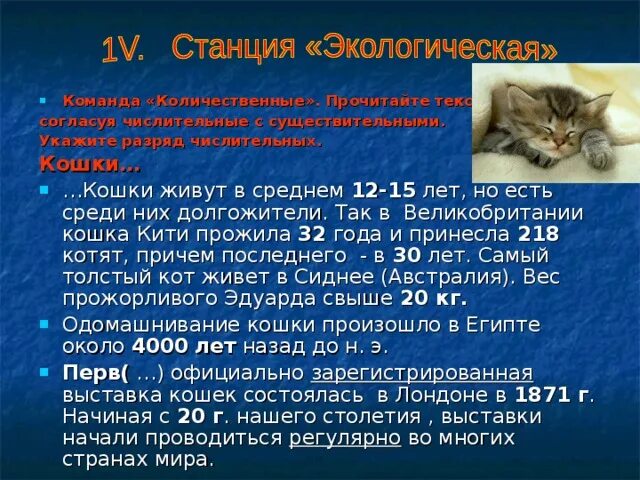 Сколько живут кошки в среднем домашних условиях. Кошки в среднем живут. Сколько живут кошки. Текст по кошек с числительными. Факты о кошках с числительными.