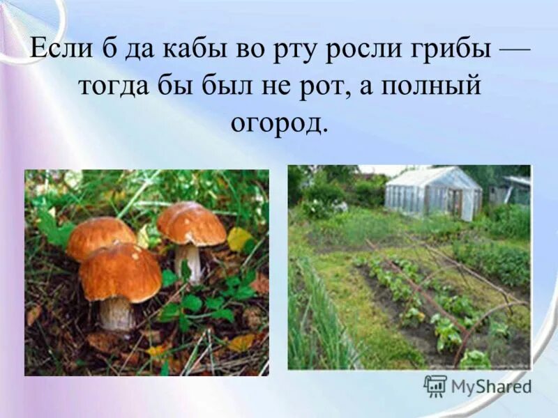 Если бы да кабы во рту выросли грибы. Если бы, да кабы, во рту бы выросли грибы. Кабы во рту росли грибы. Если да кабы во рту выросли грибы поговорка. Если да кабы во рту росли