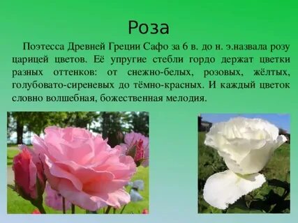 Научный текст про розу