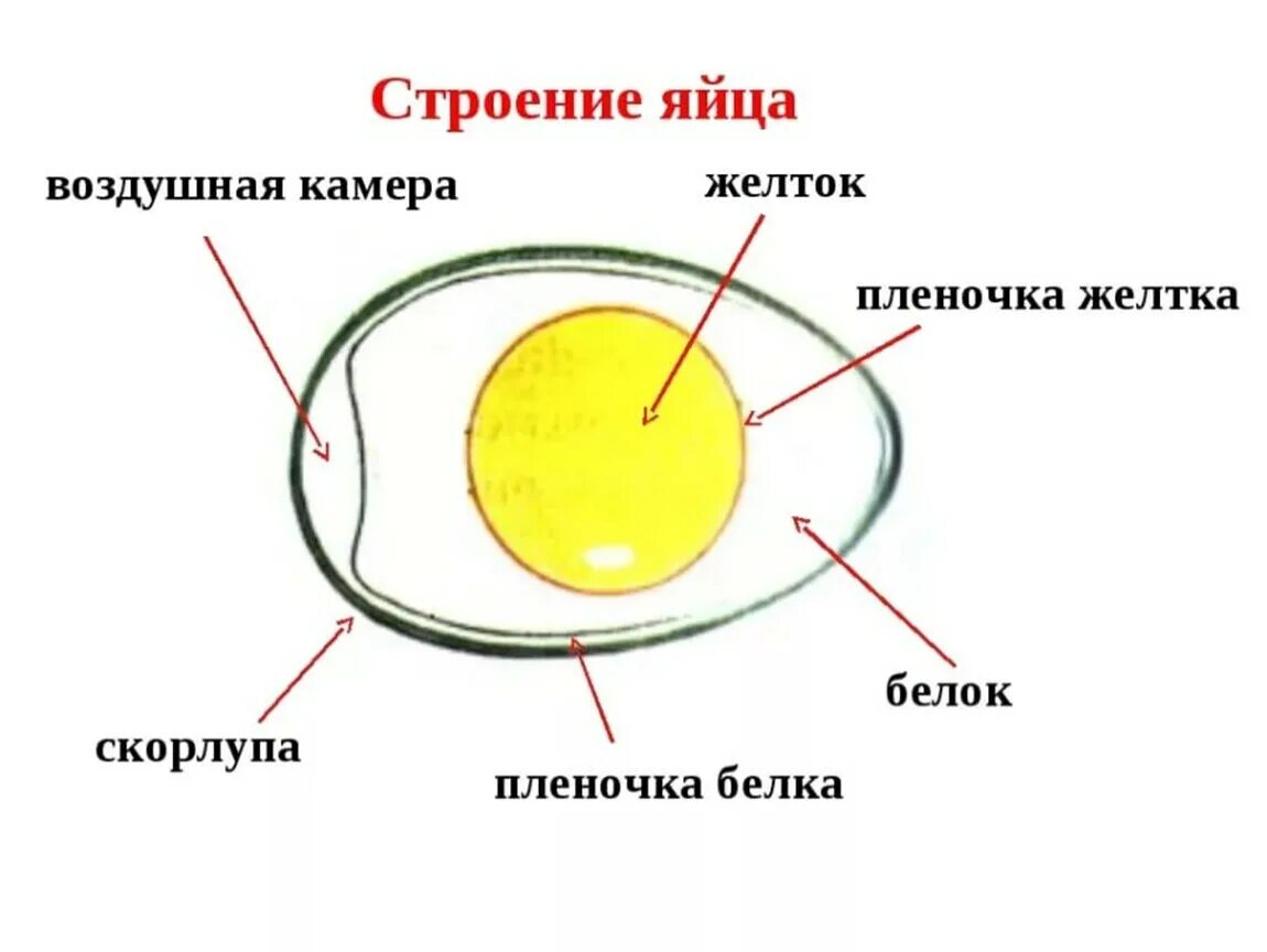 Схема строения яйца птицы. Внутреннее строение яйца. Из каких частей состоит куриное яйцо?. Структура яйца курицы.