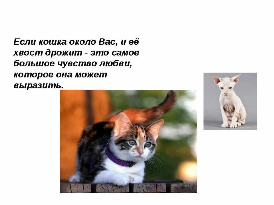 Почему кошки виляют хвостом. Презентация про кошек. Почему кошка дрожит. Слайды для презентации про кошек. Кот трясет хвостом.