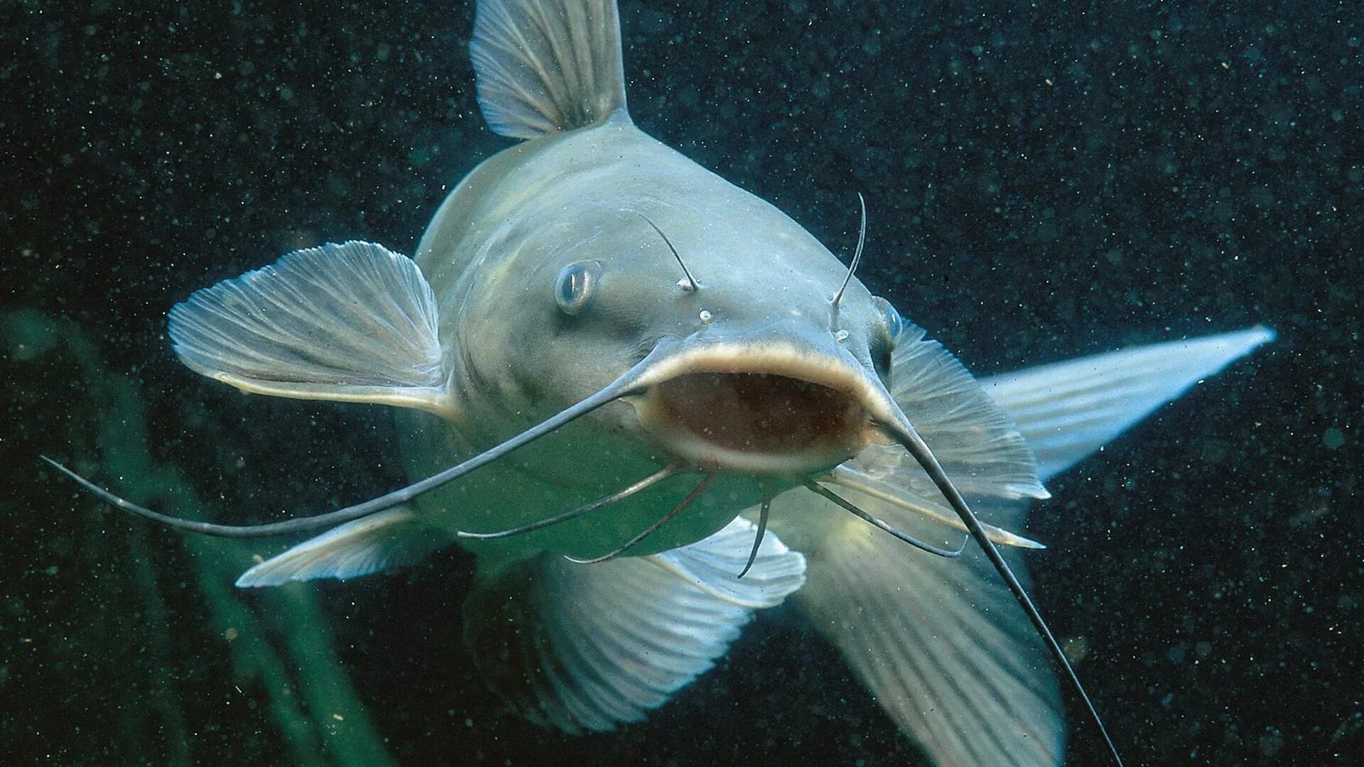 Рыба живущая на воздухе. Кэтфиш рыба. Морской сомик. Silurus Asotus. Амурский сом рыба.