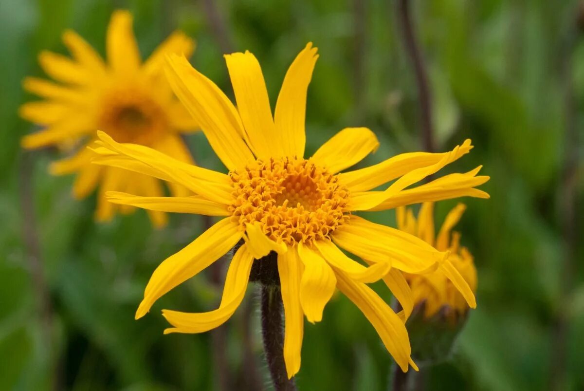 Arnica montana extract. Арника горная растение. Арника горная. Цветок арники горной. Арника горная фармакогнозия.