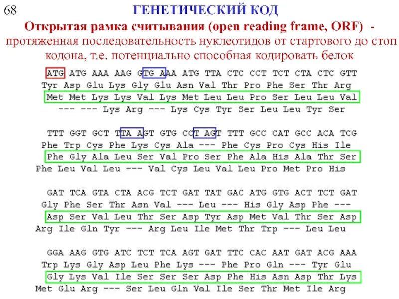 Открытая рамка считывания биология