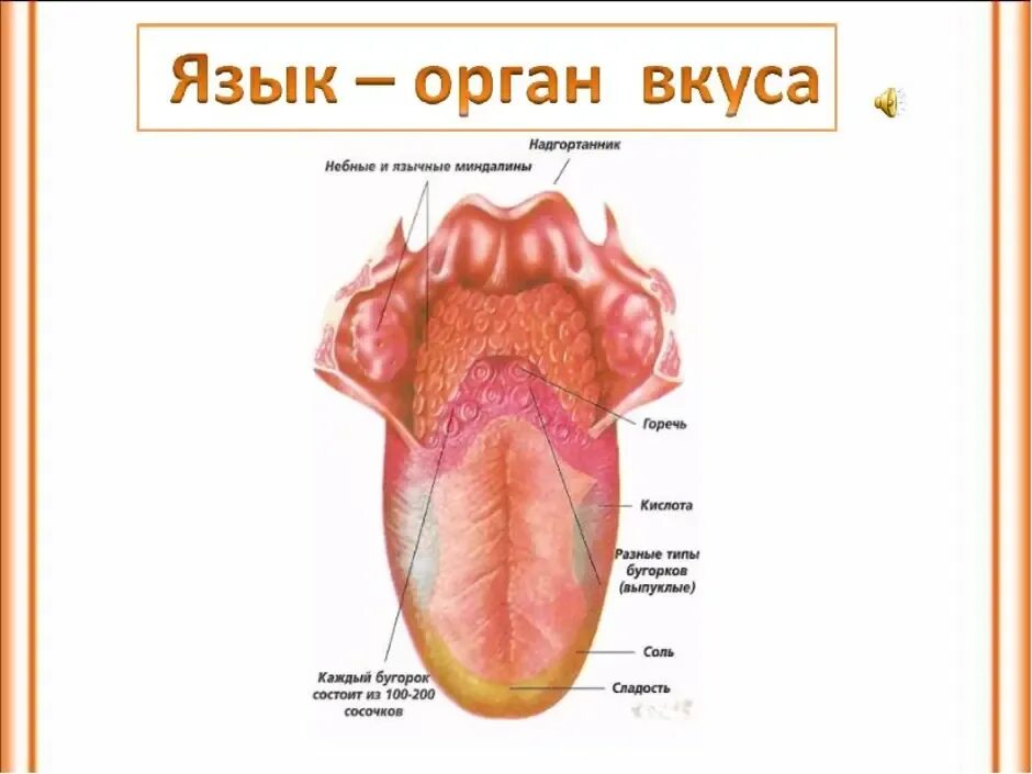 Строение органов чувств человека. Органы чувств язык строение. Органы чувств язык вкус.