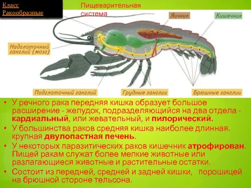 Биология Членистоногие ракообразные. Членистоногие характеристика. Тип Членистоногие класс ракообразные. Членистоногие строение. Биология речного рака