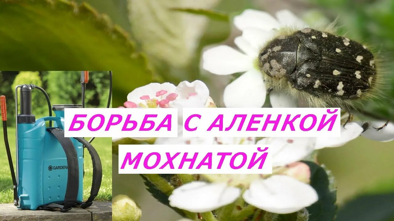 Борьба с жуком цветоедом. Жук алёнка вредитель цветоед. алёнка мохнатая методы борьбы. жук аленка мохнатый борьба с ним. аленка вредитель сада.