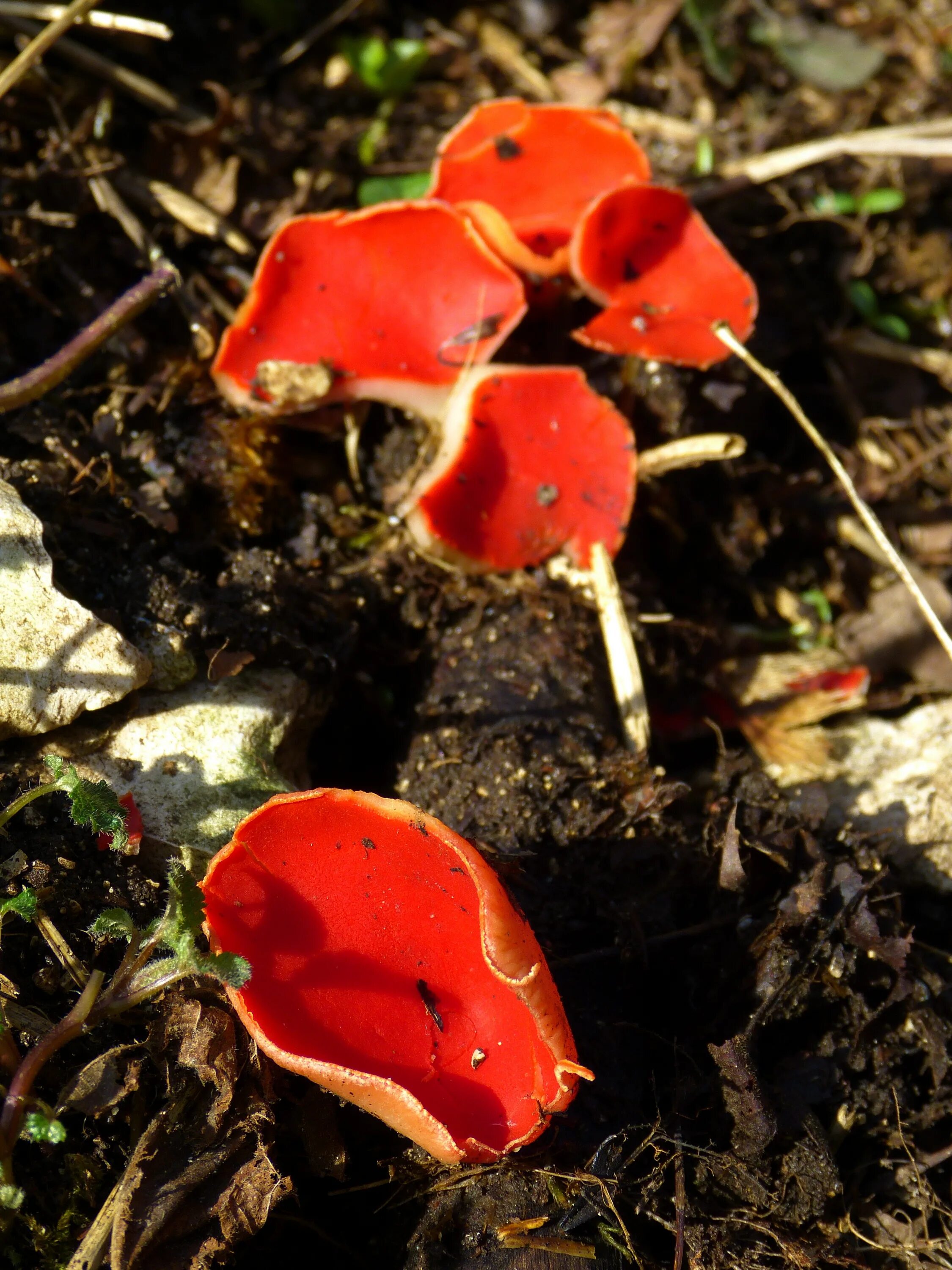 Грибы с красной шляпкой съедобные. Sarcoscypha coccinea. Грибы саркосцифа оранжевая. Саркосцифа алая. Красный гриб описание