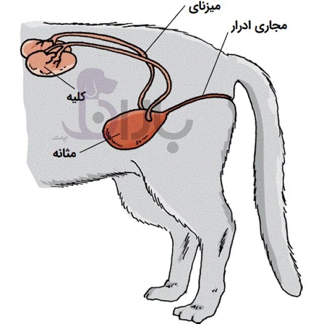 Мочеиспускание животных. Мочевой пузырь у собаки расположение. Мочеполовая система кота анатомия. Строение мочеполовой системы кобеля. Мочевой пузырь собаки анатомия.