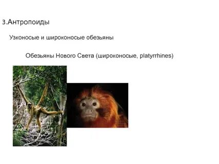Обезьяны нового света