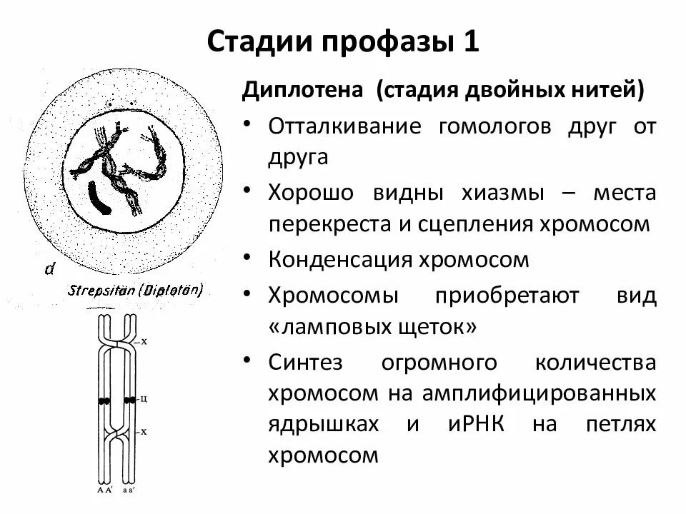 Этапы профазы 1 мейоза. Зиготена профаза 1. Стадии профазы 1 мейоза 1. Этапы профазы мейоза.