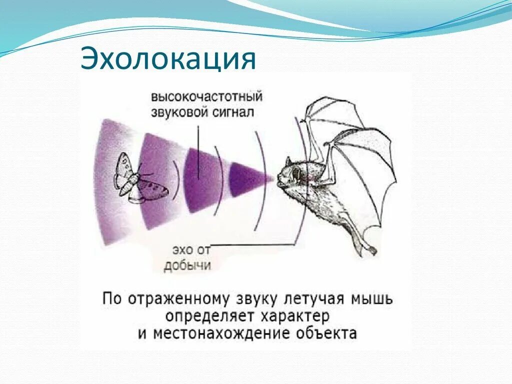 Какой тип сенсорной системы используют летучие мыши. Эхолокация летучих мышей схема. Эхолокация летучих мышей Бионика. Летучая мышь Эхо. Эхолокация у животных.