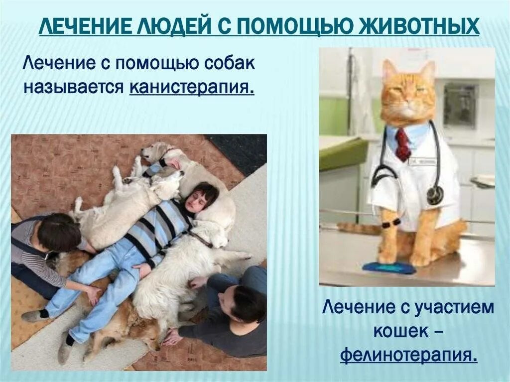 Лечат ли кошки людей. Кошка лечит человека. Фелинотерапия. Фелинотерапия лечение кошками. Как животные лечат людей.