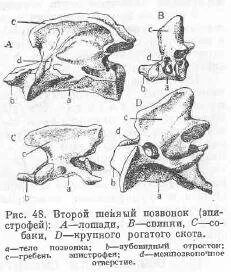 Видовые особенности позвонков животных