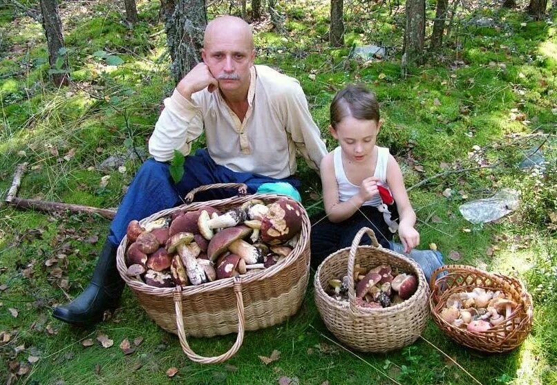 Люди собирают грибы в лесу. В лес за грибами. Грибники в лесу. Сбор грибов и ягод.