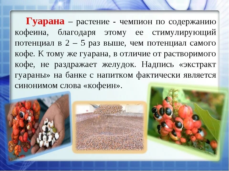 Плоды которые содержат много кофеина