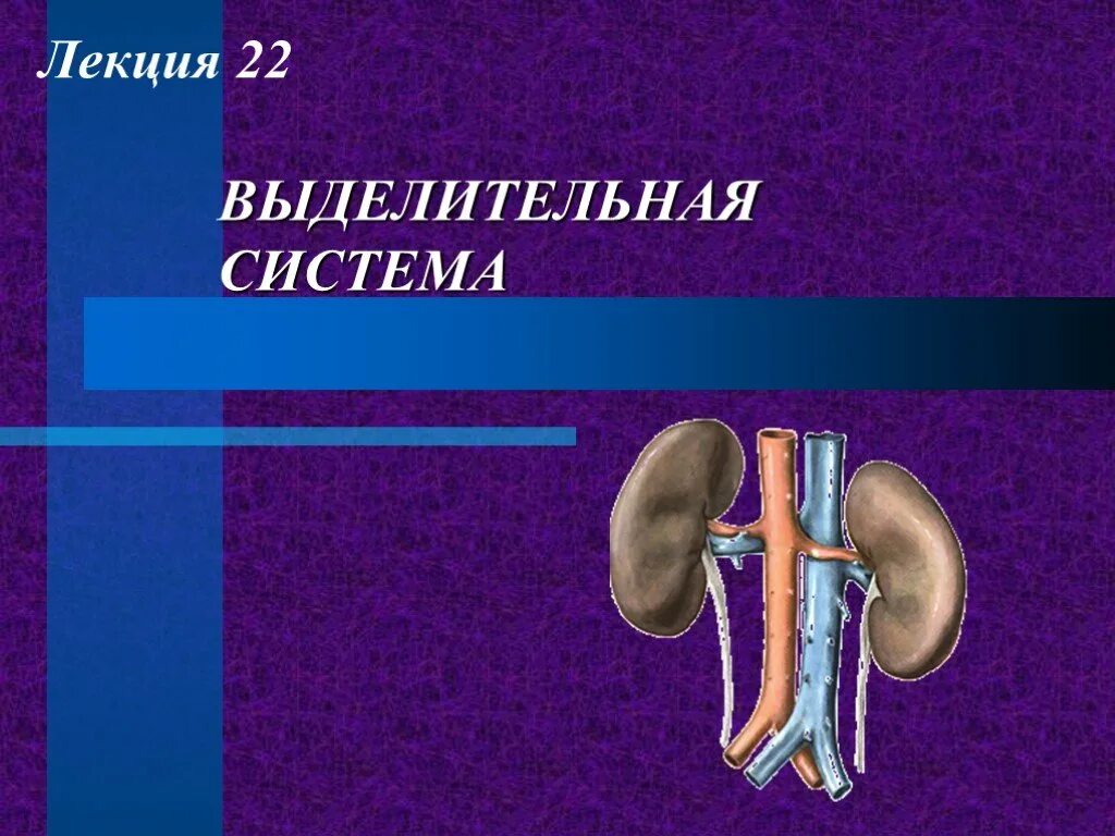 Контрольная выделительная система 8 класс. Мочевыделительная система лекция. Функции мочевыделительной системы. Мочевыделительная система презентация. Мочевыделительная система человека презентация.