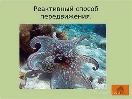 Способы передвижения головоногих