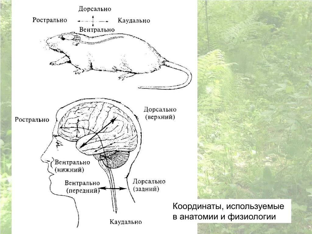 Вентральный и дорсальный. Дорсальное направление в анатомии. Ростральное направление анатомия. Вентральный это в анатомии. Каудальное направление