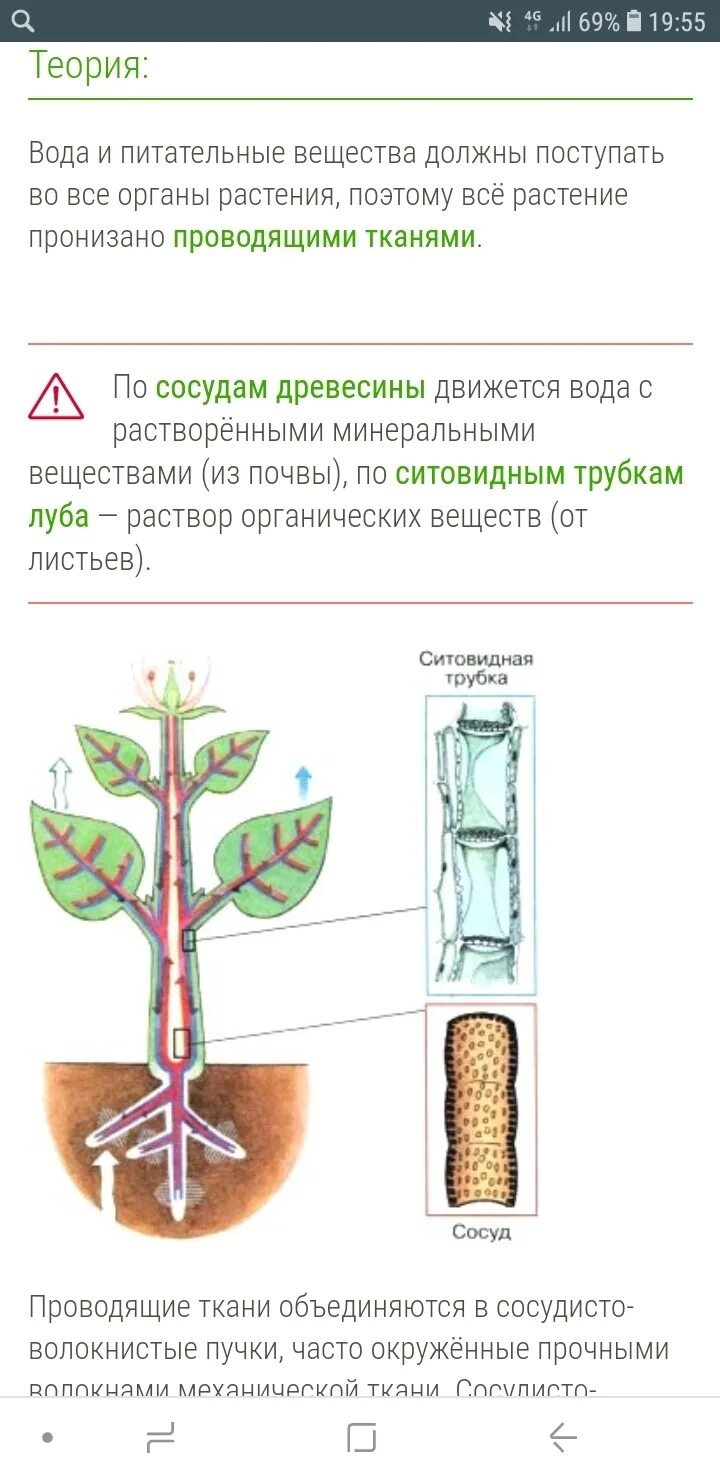 Транспорт органических веществ в растении. Передвижение органических веществ в растении. Передвижение веществ у растений. По ситовидным трубкам перемещаются какие вещества. Тест передвижение веществ у растений 6 класс