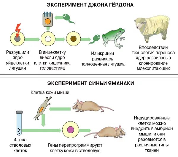 Гердон клонирование лягушки. Клонирование лягушки схема. Первое клонирование лягушки 1962. Клонирование соматических клеток. Пересадка ядер клеток эмбрионов