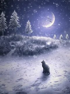 Полночь зимы