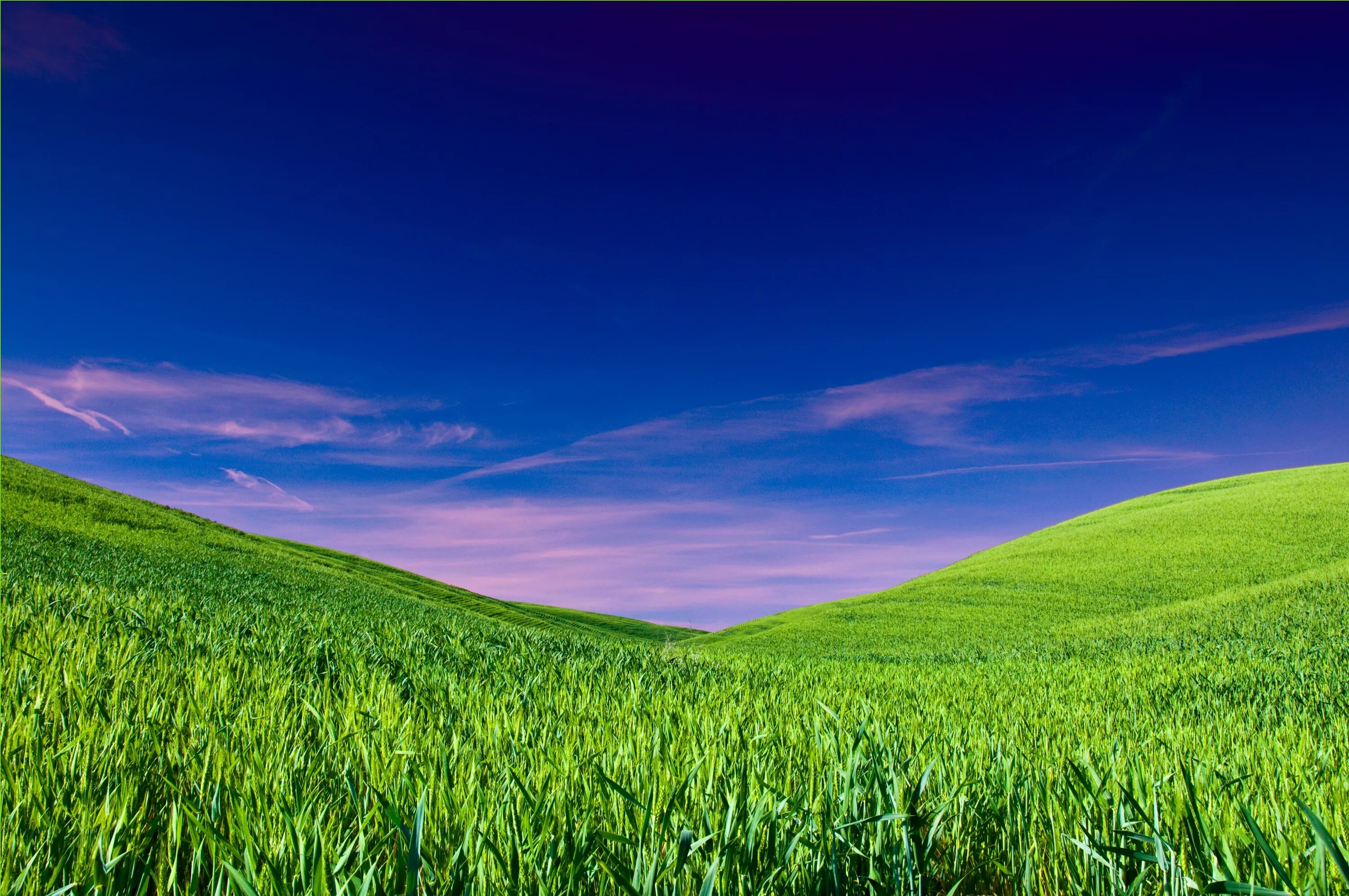 Clear grass. Красивое зеленое поле. Трава и небо. Природа небо. Зеленые Луга.