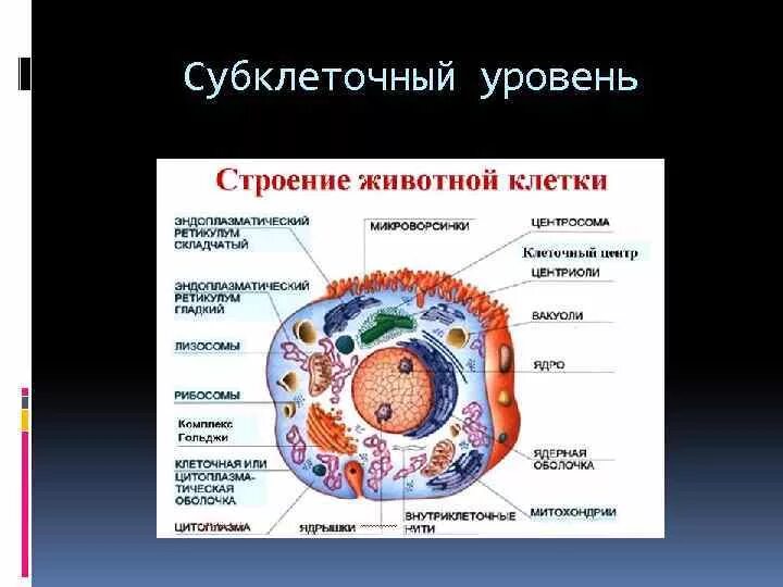 Клеточному уровню организации жизни соответствуют примеры уровни организации живой материи Биологический энциклопедический словарь