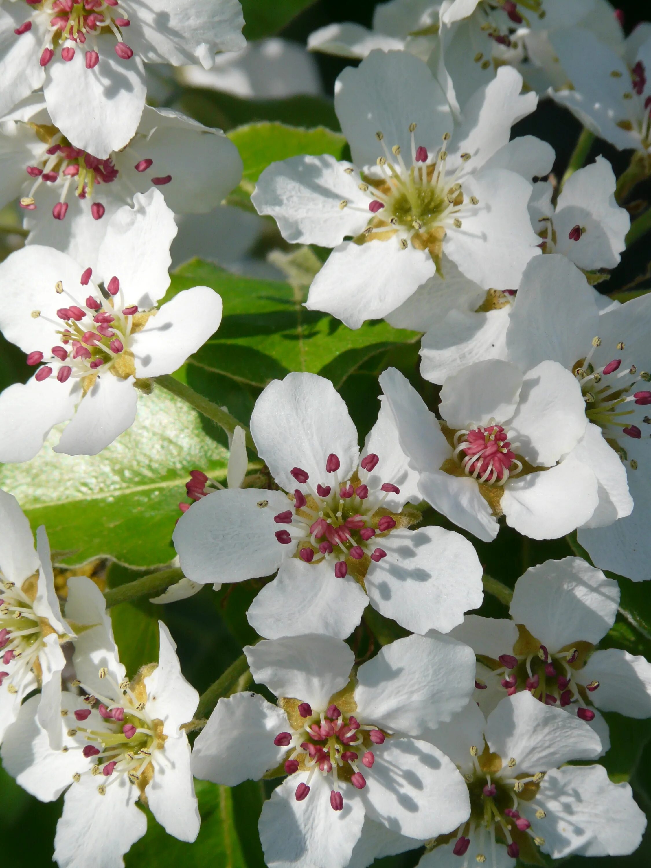 Love blooming pear. Груша обыкновенная цветение. Pear Blossom. Дикая груша цветение. Груша Уссурийская розовые цветы.