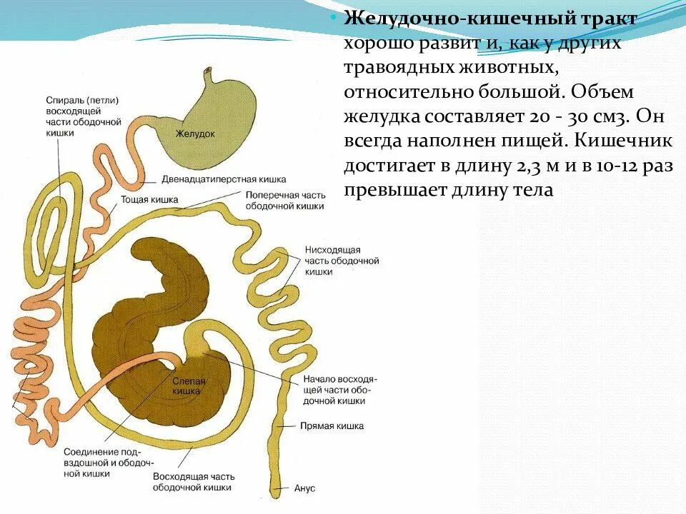 Из каких отделов состоит пищеварительный тракт млекопитающих. Строение кишечника морской свинки. Строение пищеварительной системы травоядных. Строение кишечника млекопитающих. Строение желудка травоядных.