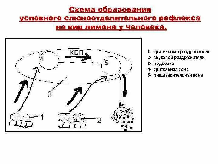 Слюноотделение какой рефлекс. Схема образования условного слюноотделительного рефлекса. Схема рефлекторная дуга условного рефлекса (слюноотделения). Схема формирования условного слюноотделительного рефлекса. Схема образования условного рефлекса.