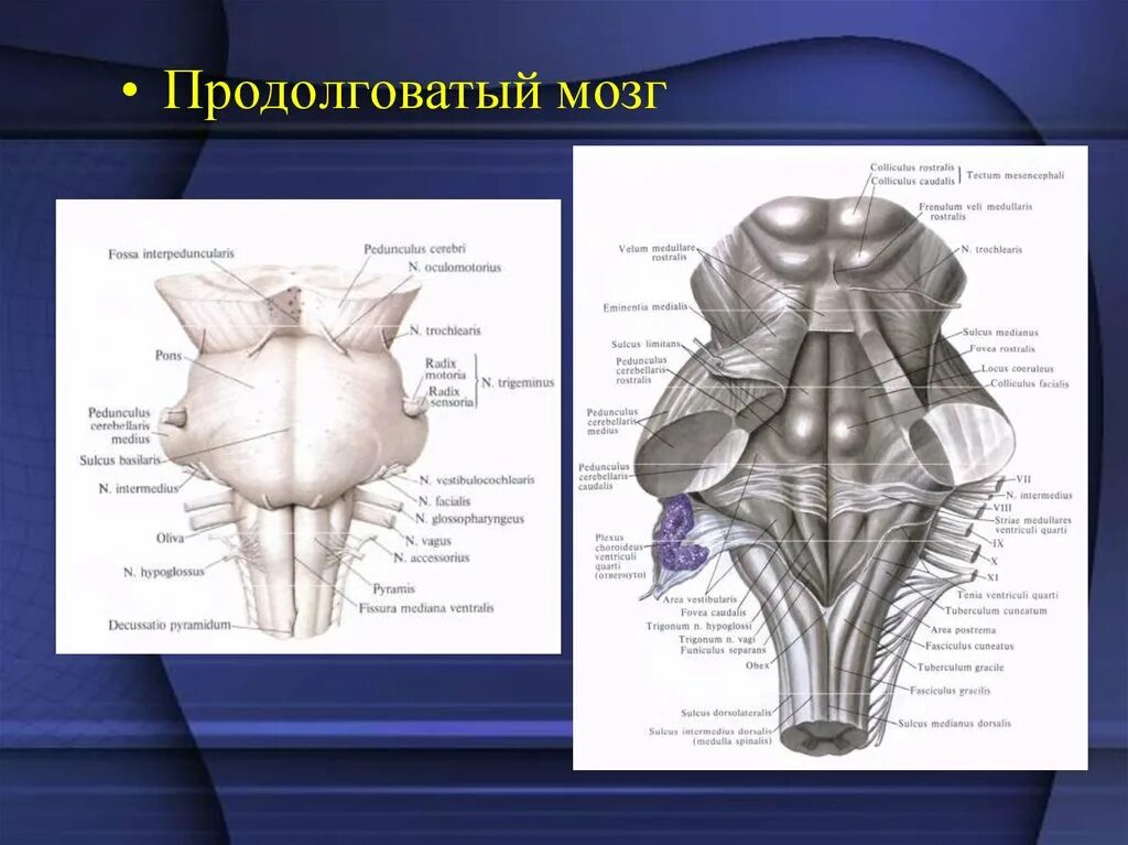 Продолговатый мозг размеры. Fissura mediana anterior продолговатого мозга. Бугорки продолговатого мозга.