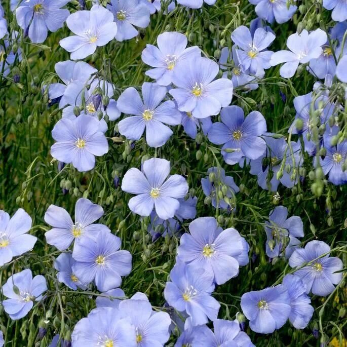 Plant Heirloom Flax Seeds to celebrate the fourth (4th) Anniversary. Flower seed
