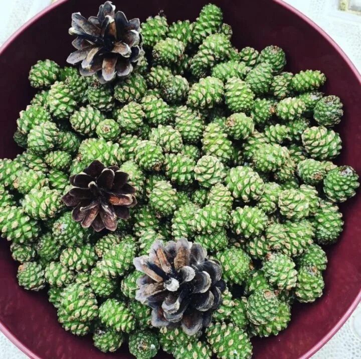 1 quart bag - ALDER PINE CONES tiny pinecones Crafts Aquariums Christmas Decor e
