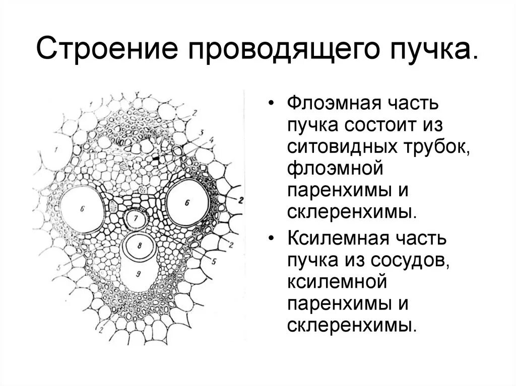 В состав проводящего пучка входят