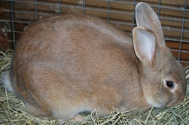 Rabbit r1 обзор