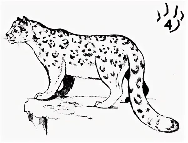 Нарисовать снежного барса из красной книги