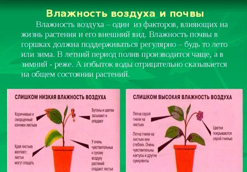 Влияние влаги на растения. Влияние влажности на растения. Влияние воздуха на растения. Влияние воздуха на рост растений.