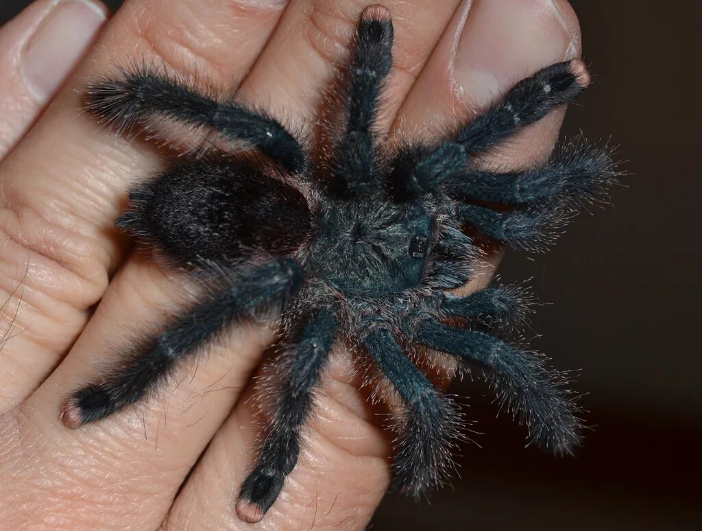 Сколько стоит тарантул. Avicularia Avicularia. Паук Тарантул. Авикулярия Авикулярия паук. Паук птицеед Авикулярия.