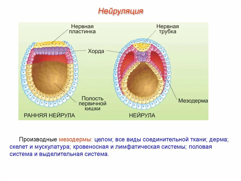 Клетка онтогенез. Жировая ткань нейрула. Нейрула позвоночных. Нейрула процессы. Схема нейрулы.