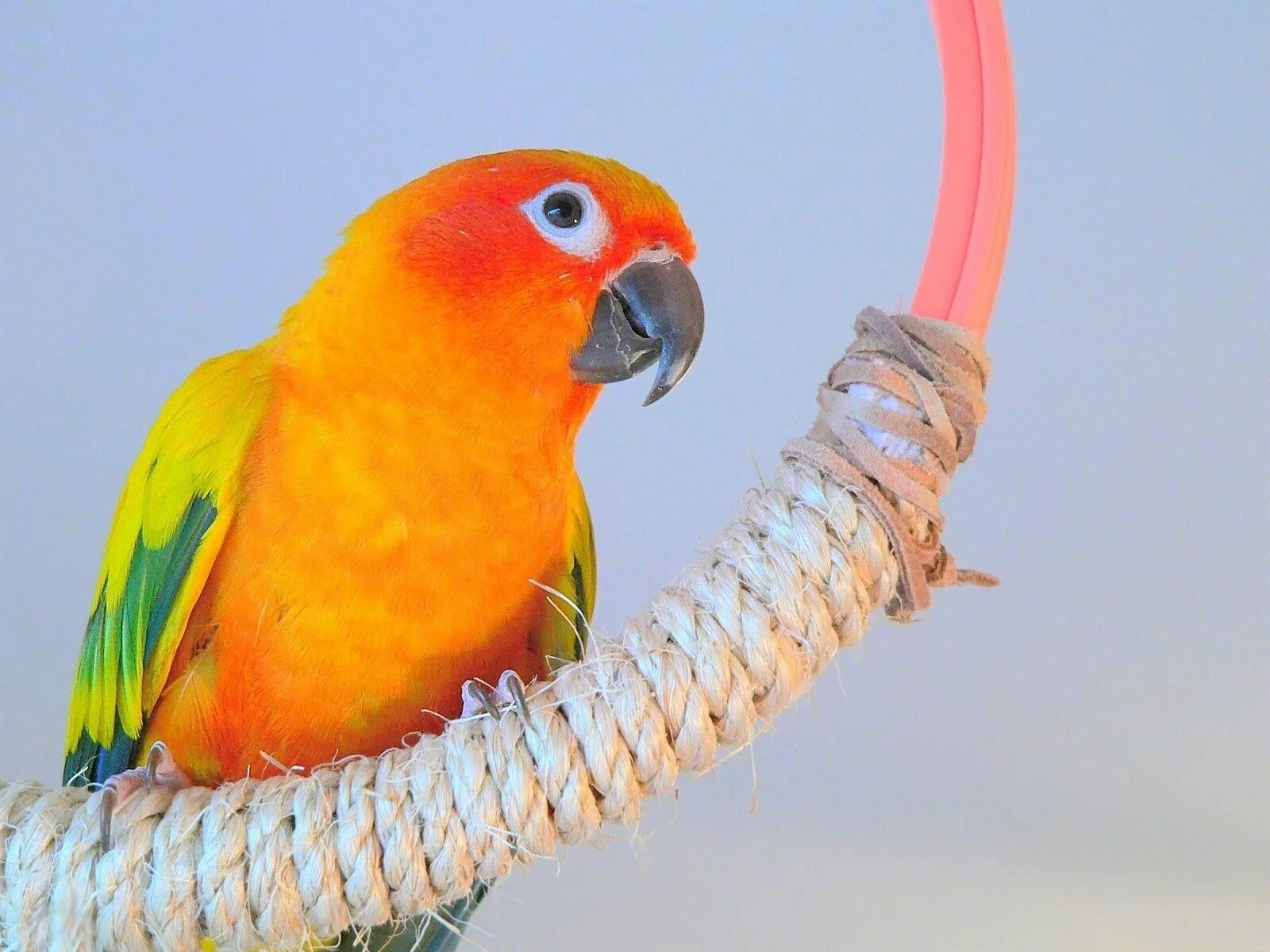 Какаду оранжевый. Оранжевый волнистый попугайчик. Попугаи какарики оранжевые. Попугай домашний. Красно желтый попугай.