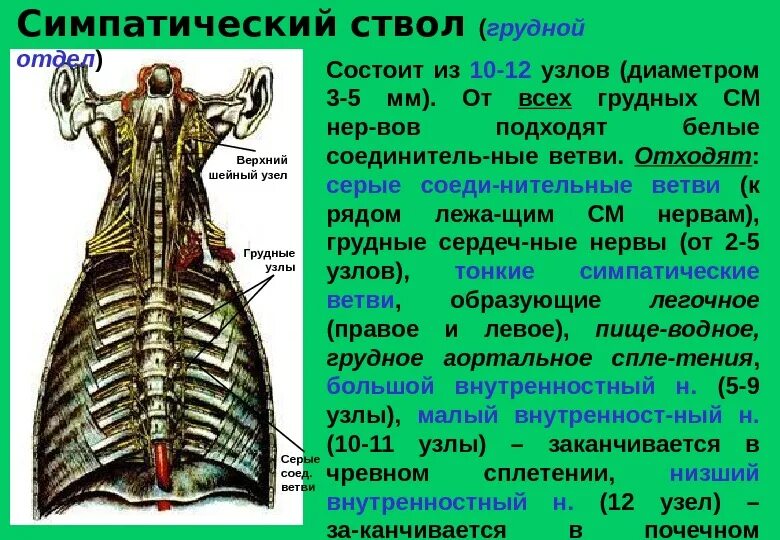 Ветви грудных узлов симпатического ствола. Грудная части симпатического нервного ствола. Грудной отдел симпатического ствола. Чревный ствол схема. Шейные узлы симпатического ствола функции.
