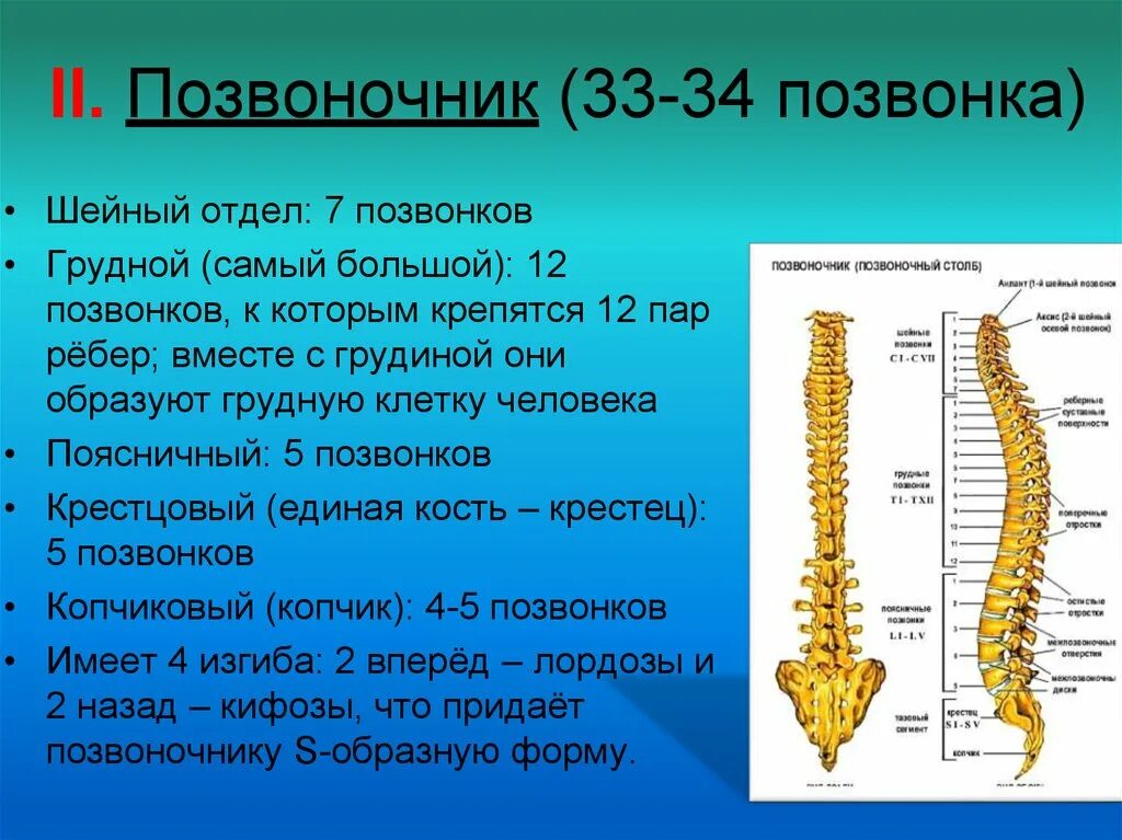 Грудной отдел позвоночника это. Позвоночник человека. Позвонки человека. Число позвонков в крестцовом отделе позвоночника. Самые подвижные отделы позвоночника.