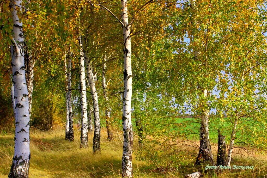 Березка качалась. Родные березы. Родные Березки.