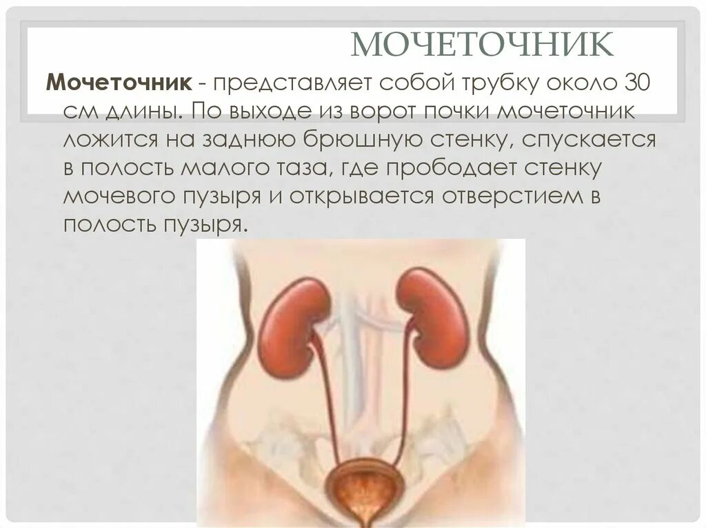 как проходит мочеточник у мужчин