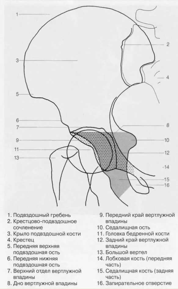 Вертлужная впадина подвздошной кости анатомия. Костный край вертлужной впадины. Крыша вертлужной впадины анатомия. Верхний край крыши вертлужной впадины. Передняя подвздошная кость