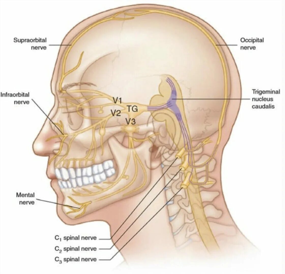 Neuralgia латынь