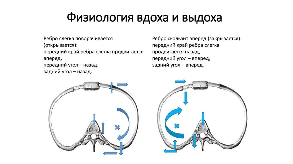 Вдох выдох выдох впр. Механизм акта выдоха физиология. Механизм вдоха физиология. Биомеханика вдоха и выдоха кратко. Механизм акта вдоха физиология.