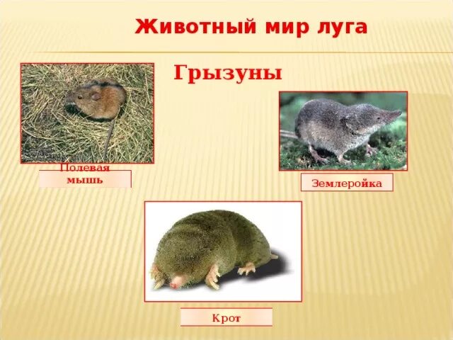 Животное луга сообщение 4 класс. Животное луга сообщение 4 класс